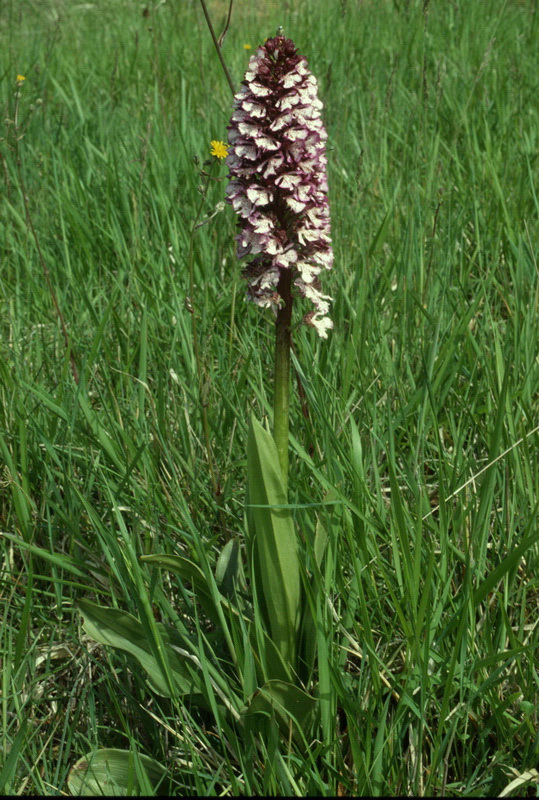 Orchidee in una villa vicino a Piediluco (Terni)